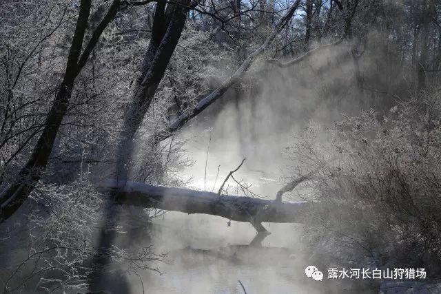 芹菜炒大虾的做法游戏画面